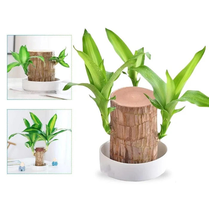 2 Plantas Madeira Brasileira Sorte + 2 Monges de Brinde